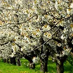Zielone Zacisze Bed & Breakfast
