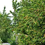 Zielone Zacisze 3*