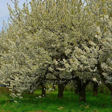 Zielone Zacisze 3* Murzynowo Kościelne