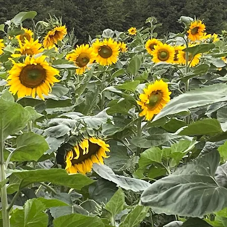 Frühstückspension Zielone Zacisze