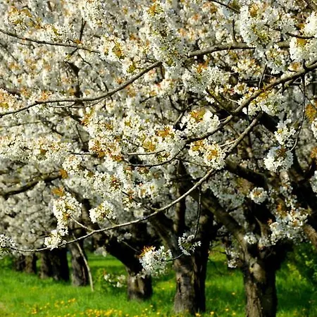 Zielone Zacisze Bed and Breakfast