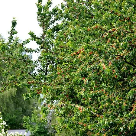 Zielone Zacisze 3*