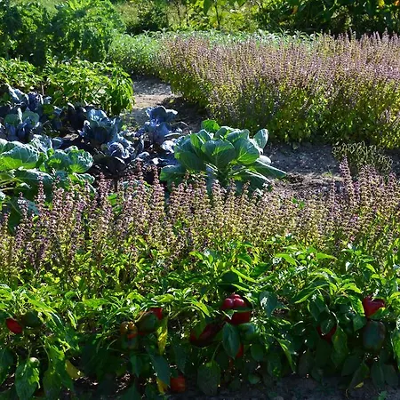 Bed and Breakfast Zielone Zacisze Murzynowo Kościelne