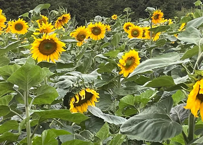 Frühstückspension Zielone Zacisze