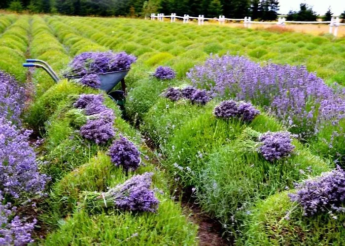 Frühstückspension Zielone Zacisze 3*