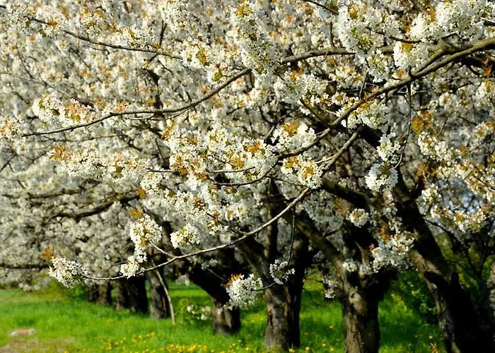 Zielone Zacisze Frühstückspension