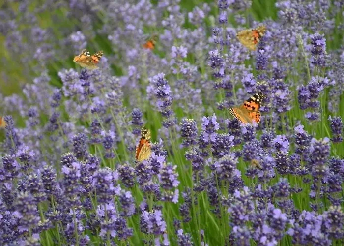 Zielone Zacisze Frühstückspension